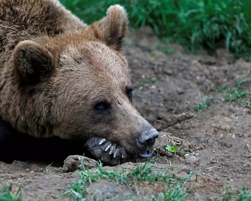 Norway Bear Hunt Resumes After Wrong Animal Shot – Man Bitten in Chaotic Chase