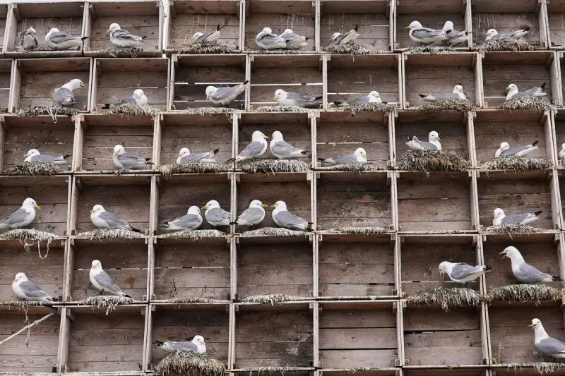Norway's Arctic Fish Crisis: Warming Waters Drive Species North, Threatening Seabirds