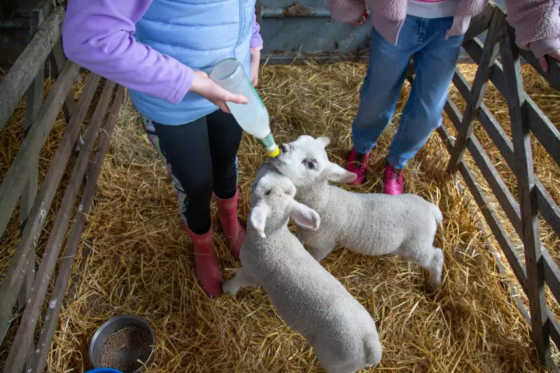 Petting Farm Outbreak: Lambs Linked to Cryptosporidiosis Cases in Children
