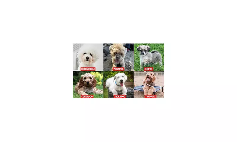 Poodle Crossbreeds Take the Lead: The UK's New Favourite Dogs Revealed