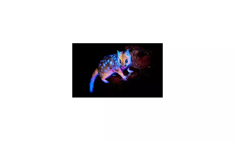 Rare Eastern Quoll Spotted Glowing in Tasmania: A Bizarre Natural Phenomenon