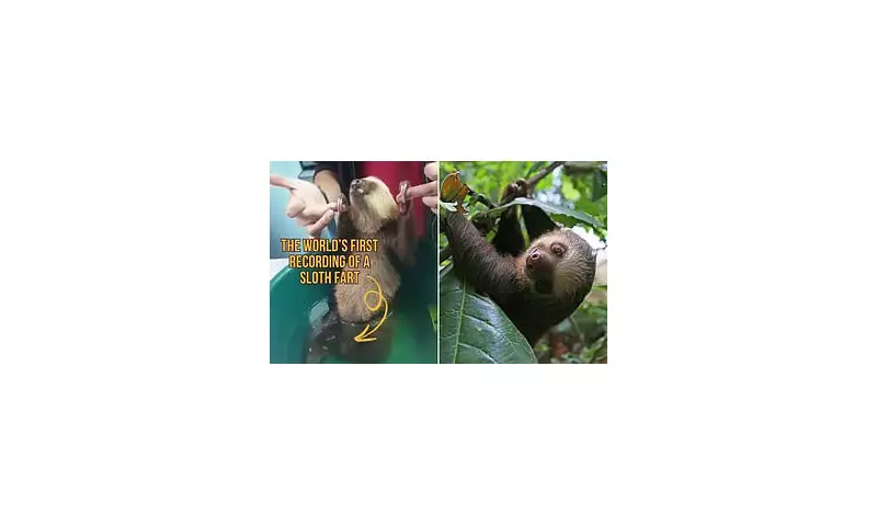 Rare Moment: Zoologist Captures Elusive Sloth Fart on Camera for the First Time!