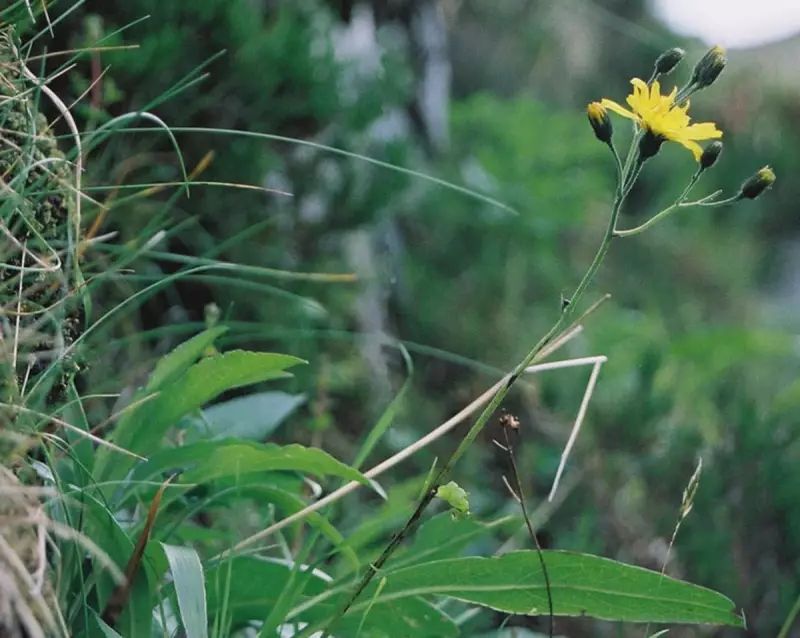 Rare Snowdonia Hawkweed: The 'Welsh Dodo' Hidden in Secret Location
