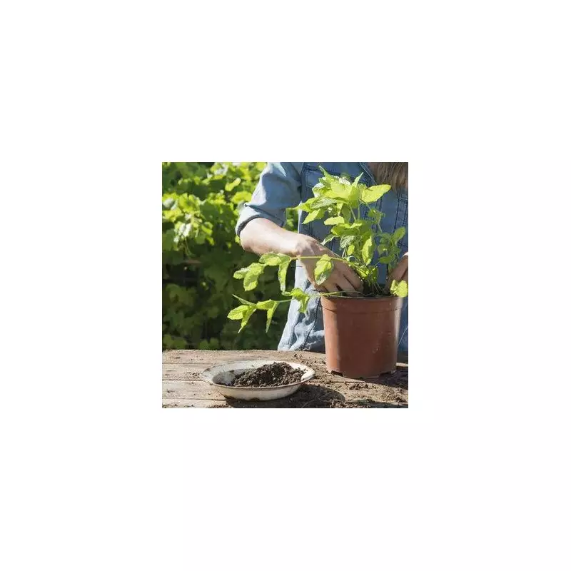 Rats Invading UK Gardens? Experts Reveal the Shocking Reasons Why