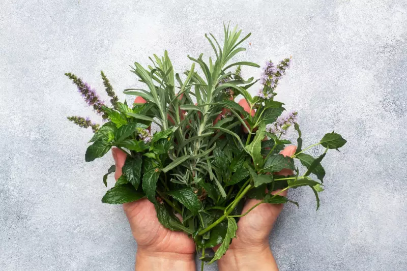 Rosemary: The Surprising Herb That Boosts Memory and Fights Alzheimer’s