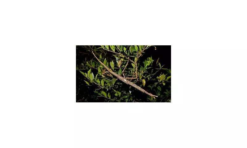 Scientists Uncover Astonishing New Species in Queensland Rainforest