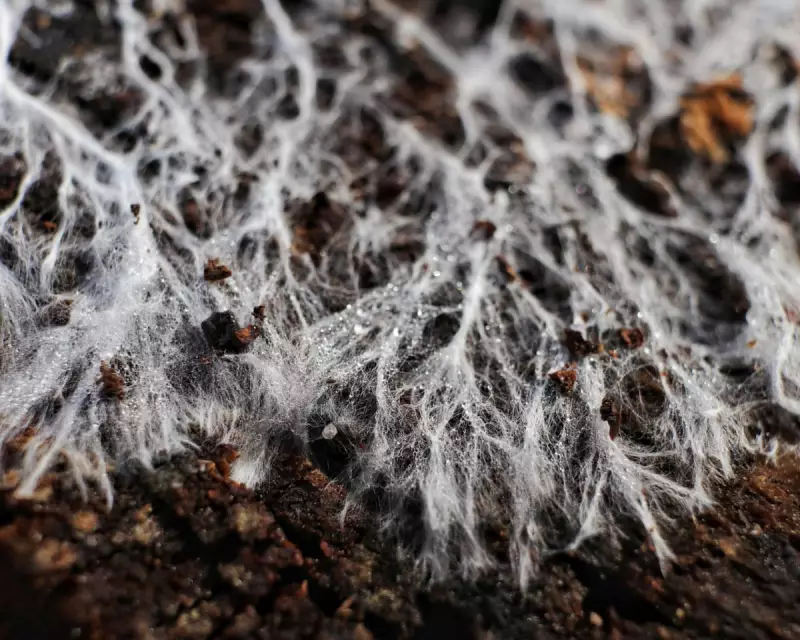 Scientists Urge Immediate Protection for Earth's Vital Fungal Networks