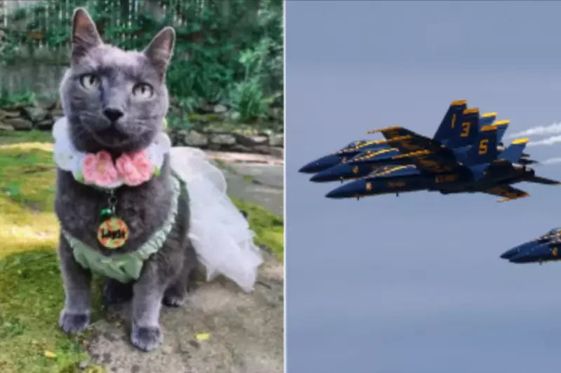 Seattle Couple Sues Over Cat's Death During Blue Angels Air Show