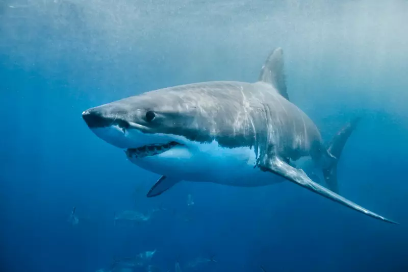 Shark Attack Survivor Shares Life-Saving Tips: How to Stay Safe in the Water