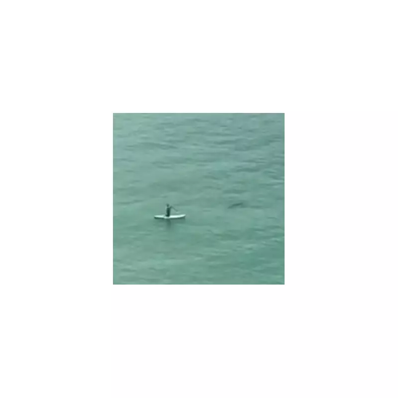 Shark Spotted Near UK Shore: Beachgoers Stunned by Rare Sighting