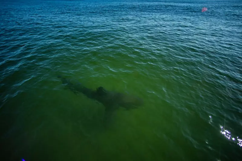 Shark Week 2025: Giant Great White Shark Spotted Off UK Coast – What We Know