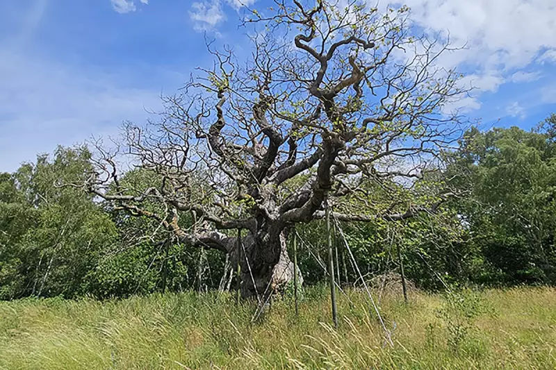 Sherwood Forest's Ancient Major Oak Faces Threat from Drought – Can It Survive?