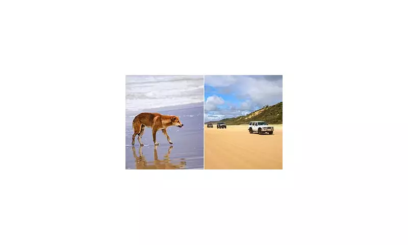 Shocking Act of Cruelty: Dingo Found Decapitated on Australia's K'gari (Fraser Island)