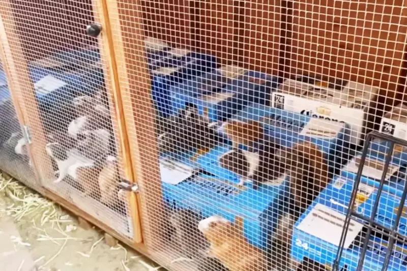 Shocking Discovery: Over 200 Guinea Pigs Found in Hoarder's Los Angeles Home