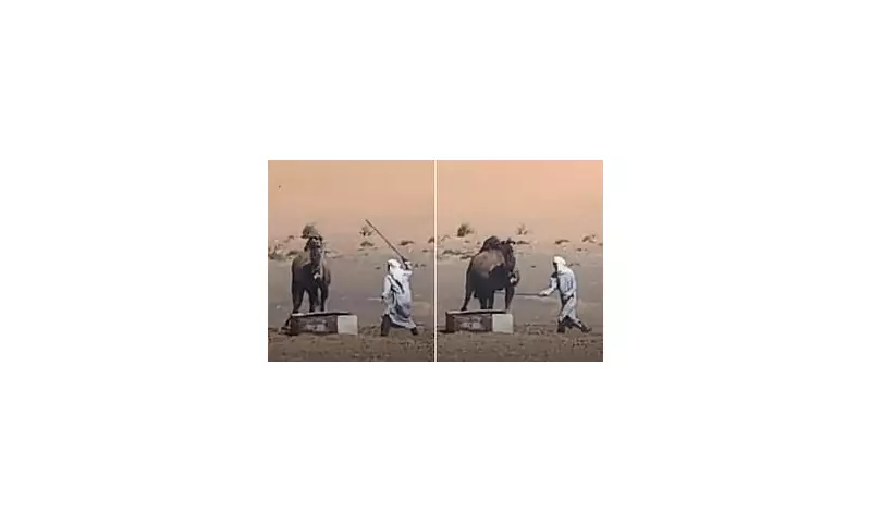 Shocking Video Shows Camel Brutally Beaten in Morocco – PETA Demands Justice
