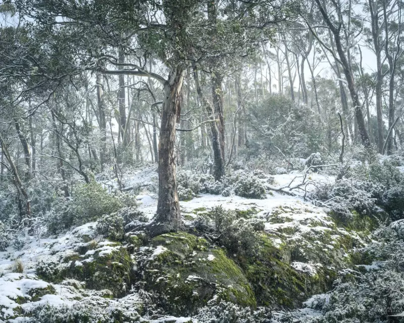 Snowfall Expected Across Seven Australian States and Territories This Week