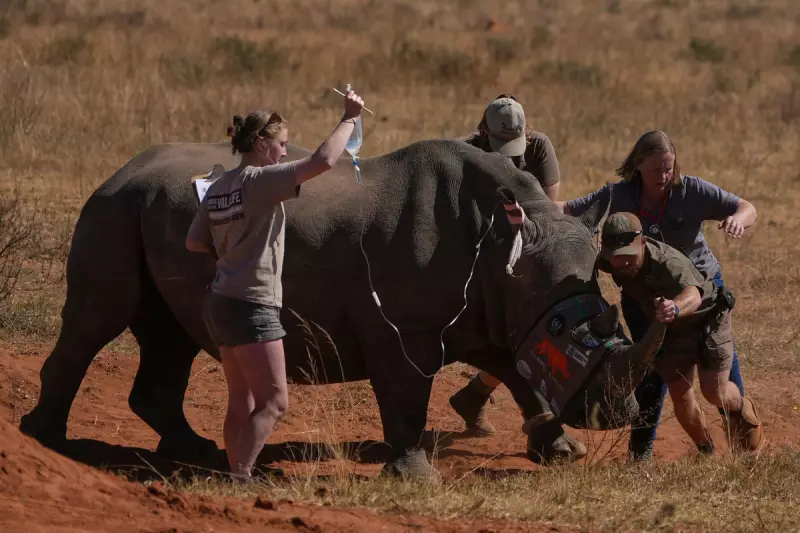 South Africa's White Rhinos See Population Growth for First Time in a Decade