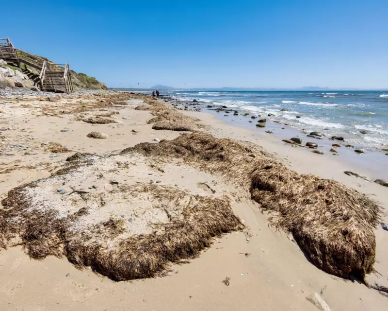 Spanish Beaches Under Siege: Invasive Seaweed Crisis Reaches Alarming Levels