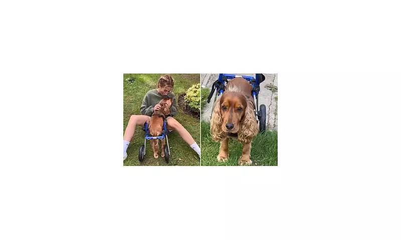 Stacey Solomon's Heartwarming Gesture: Adopts Disabled Dog Teddy and Gives Him a New Lease on Life