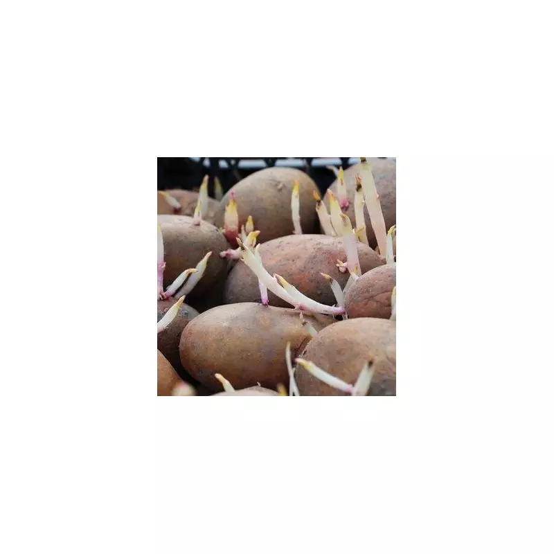 Stop Potatoes Sprouting Early: Simple Life Hack to Keep Them Fresh for Months