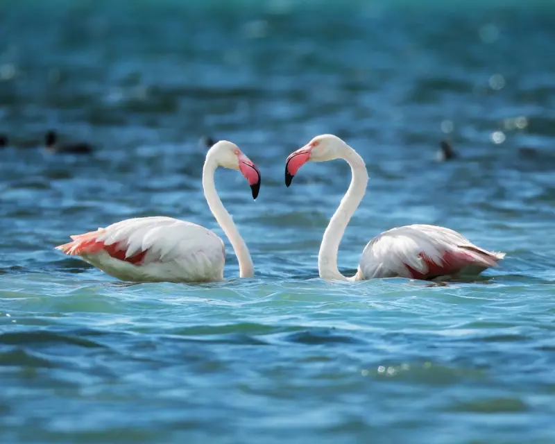 Stunning Flamingos and Tropical Lightning: Readers' Best Wildlife Photos