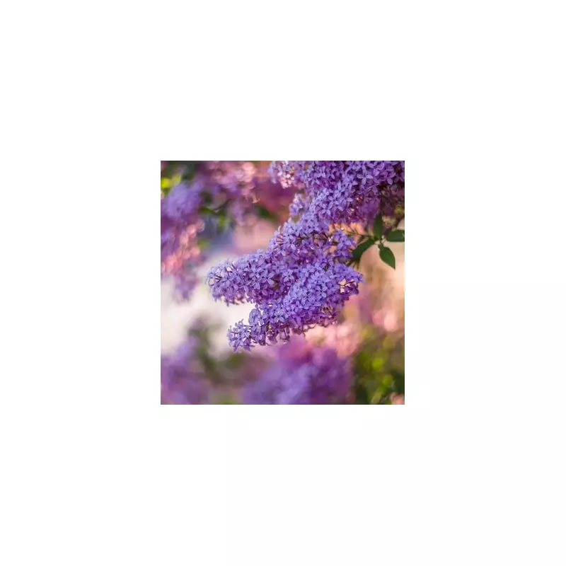 Stunning Lilac Tree Now on Sale at Homebase – Perfect for Your Garden!