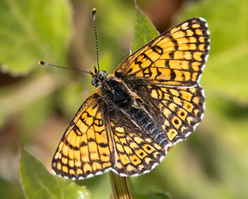 Stunning Summer Butterflies: A Vibrant Sight Across the UK