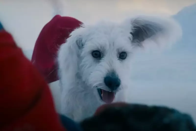 Superman’s Beloved Krypto the Dog Finds a Forever Home in Heartwarming Adoption Tale