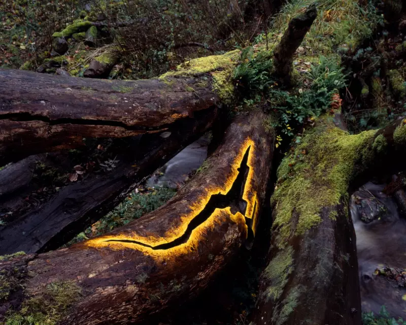 Tate Modern Showcases Groundbreaking Artists of the Week – A Must-See Exhibition