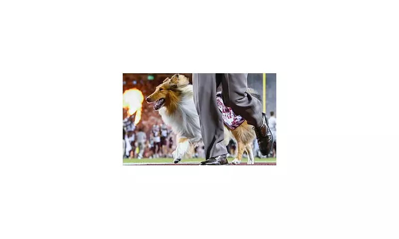 Texas A&M's Beloved Mascot Reveille Battling Glaucoma: Fans Rally Behind the Iconic Collie
