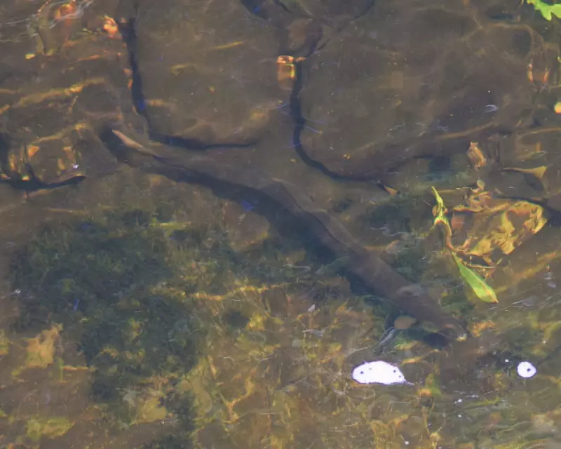 The Enigmatic Eel: A Master of Fluidity in Britain's Rivers