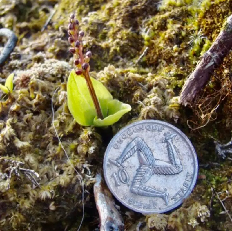 The Resilient Story of a Rare Plant: Nature's Hidden Wonder in the UK