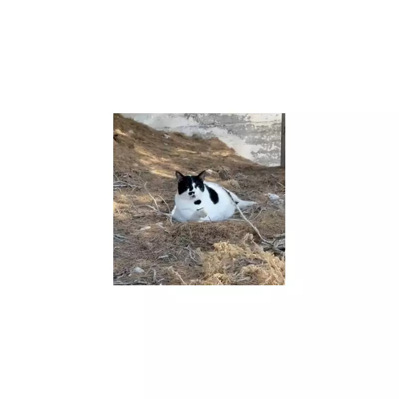 Tourists Flock to Greece's Hidden Gem – The Tiny Island with Just 30 Residents