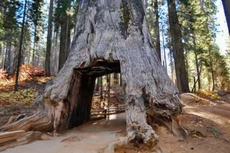 Tragedy in Yosemite: Hiker Crushed by Falling Sequoia Branch