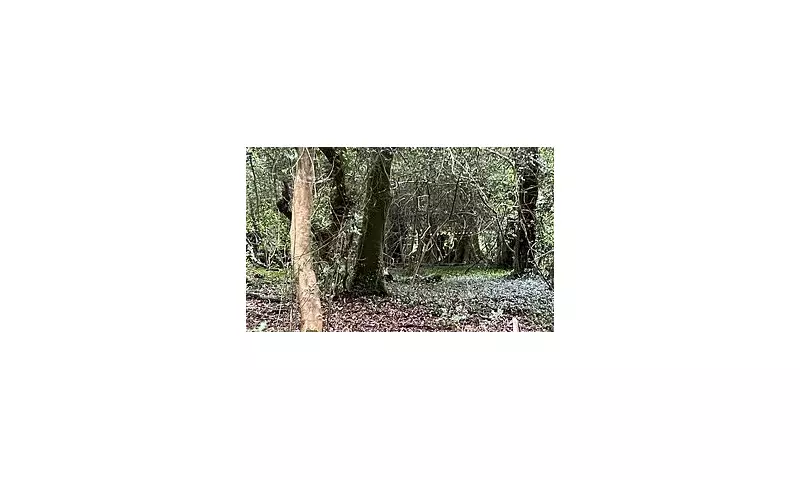 Tragic Discovery in Woodland: Multiple Bodies Found During Search for Missing Man