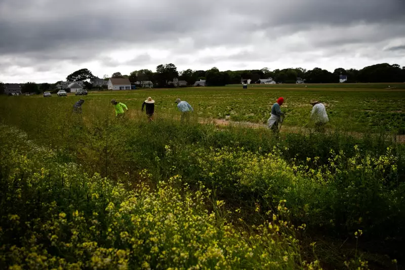 Trump Slashes PFAS Research Funding, Leaving Farmers in the Lurch
