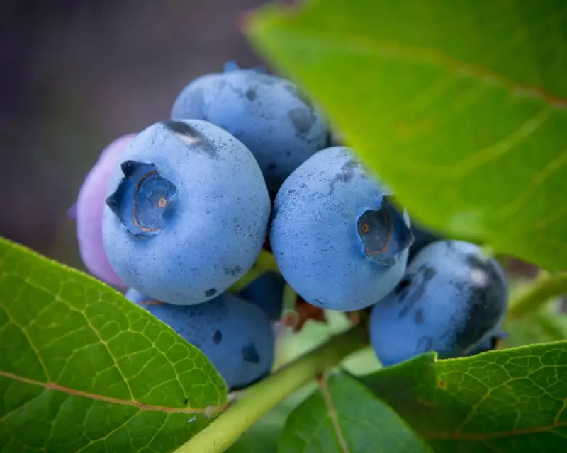 UK Blueberry Boom: Record Harvest Signals Bright Future for British Growers