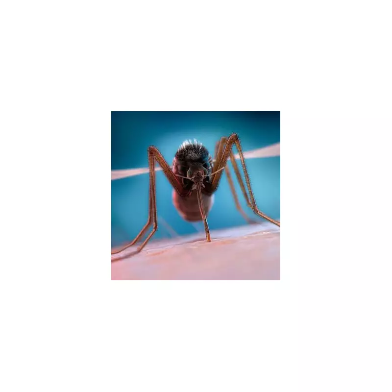 UK Braces for Mosquito Invasion: Experts Warn of Surging Numbers Due to Wet Weather