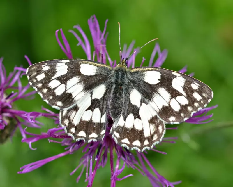 UK Butterfly Count Shows Promising Signs of Recovery After Years of Decline