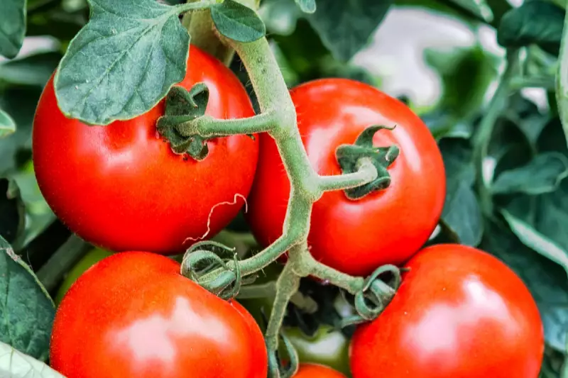 UK Health Alert: Salmonella Outbreak Linked to Tomatoes and Eggs – What You Need to Know