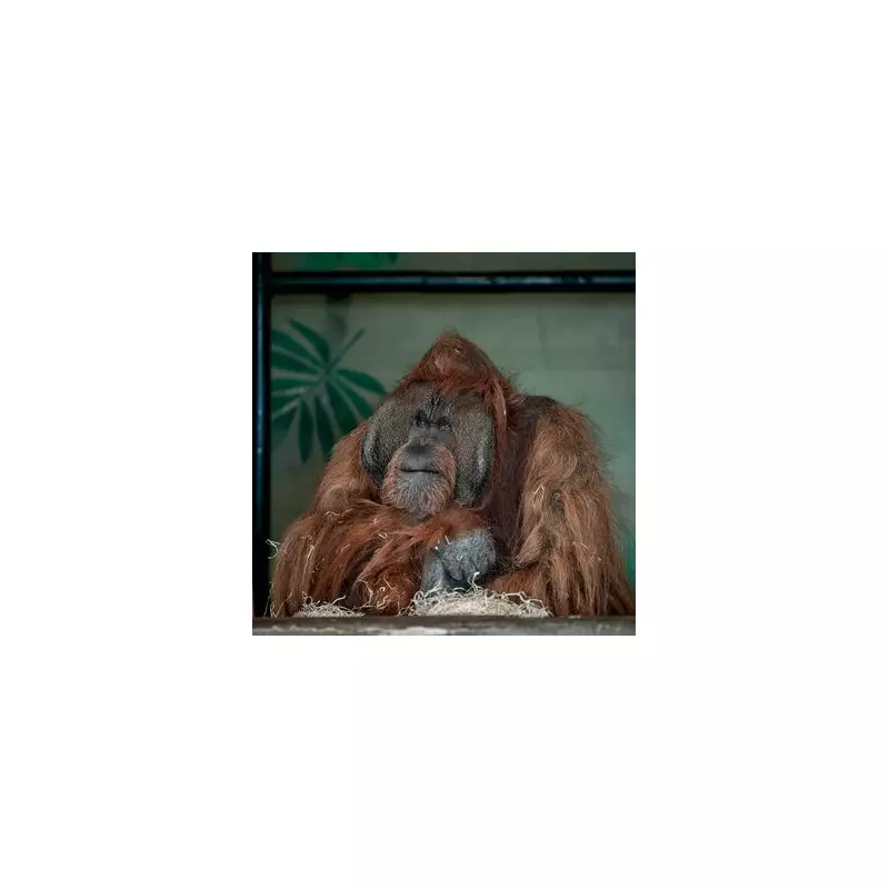 UK Zoos Under Scrutiny: Experts Warn Against Visiting Amid Rising Concerns