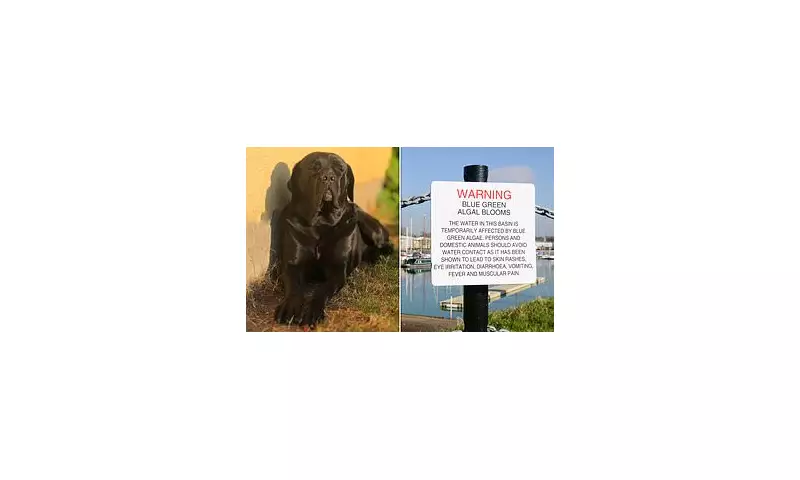 Urgent Warning for Dog Owners: Deadly Bacteria Spreading in UK with No Known Cure