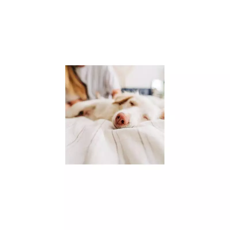 Vet Settles the Debate: Should You Let Your Dog Sleep in Your Bed?