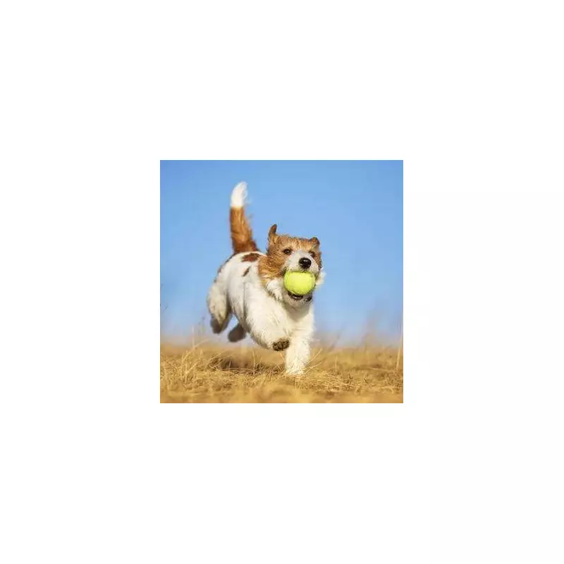 Vet Warns: Never Let Your Dog Do This After a Walk – It Could Be Deadly