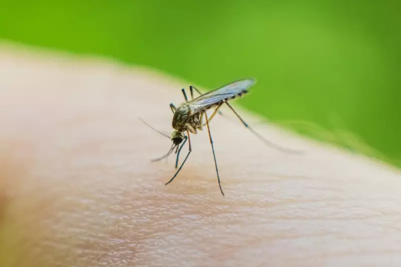 West Nile Virus Alert in Italy: Essential Travel Safety Tips You Need to Know