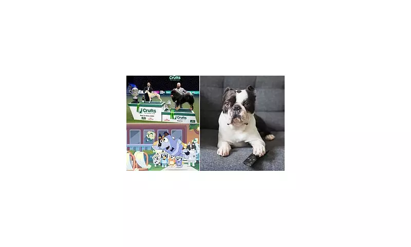 What's on Your Dog's Watchlist? Study Reveals Canine Favourite TV Shows