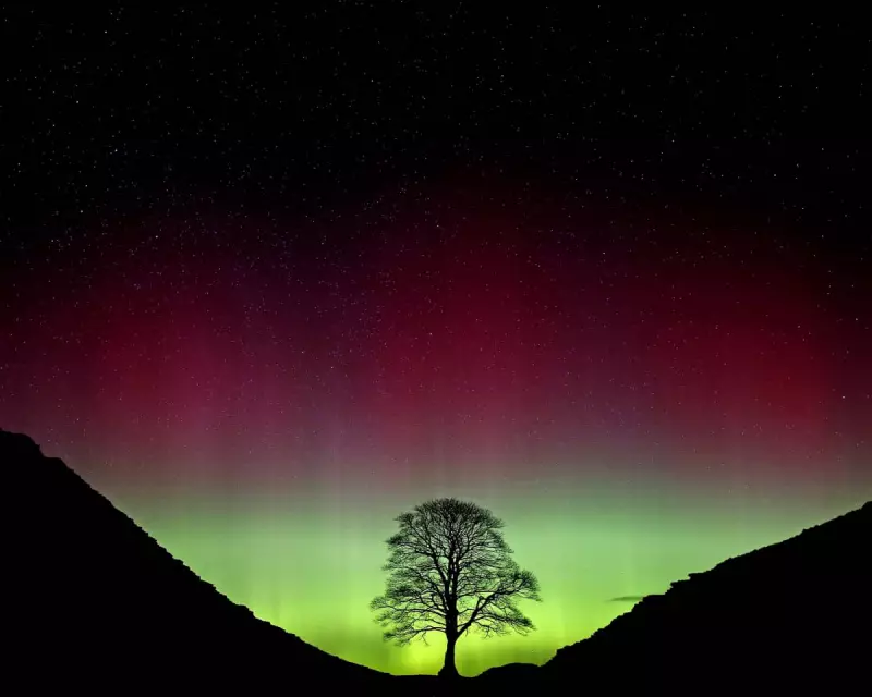 Why Celebrity Status for Trees Might Be Doing More Harm Than Good