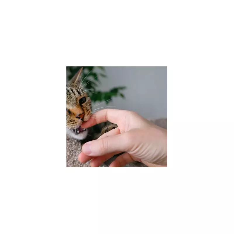 Why Does Your Cat Follow You to the Bathroom? A Feline Expert Reveals the Surprising Truth