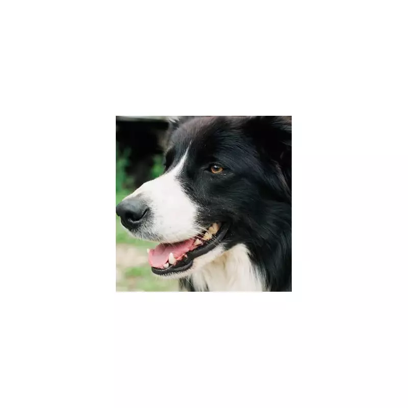 Why Your Dog Might Be Staring at You – The Surprising Truth Revealed