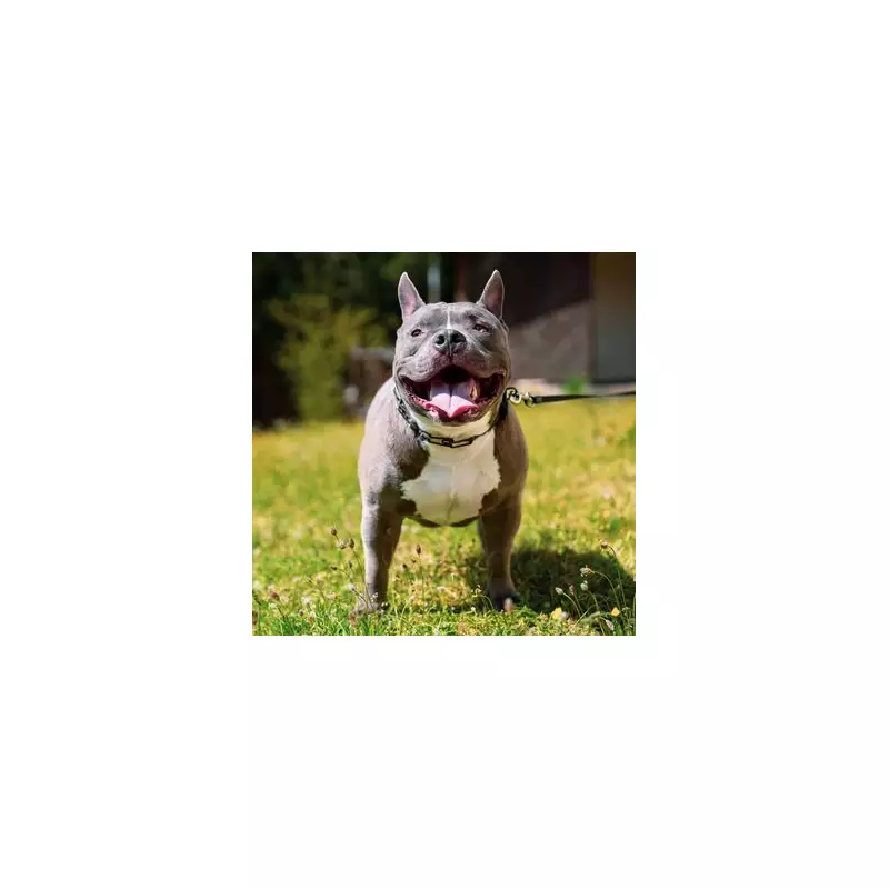 Woman Adopts 'Problem' Dog No One Wanted – The Heartwarming Transformation Will Amaze You